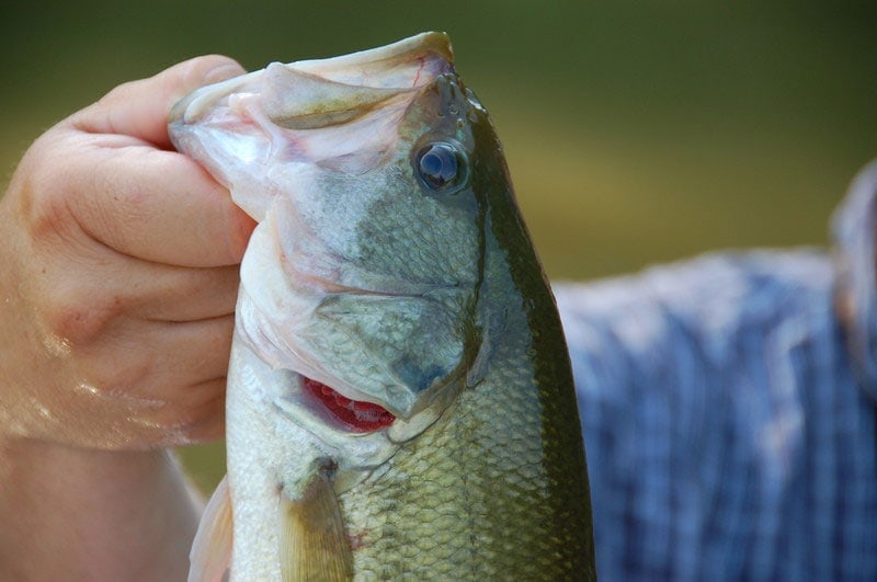 Spring to Summer Transition for Largemouth Bass - Yellow Bird Fishing  Products
