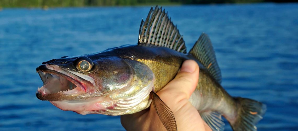 4 Best Lake Species To Fish For This Fall