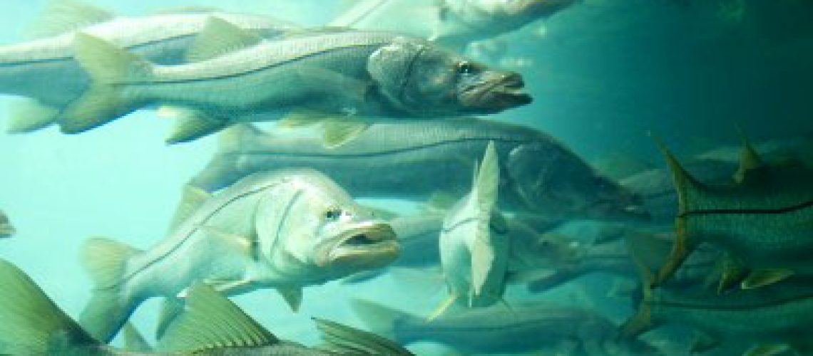 Ban Lifted On Snook Season in Florida