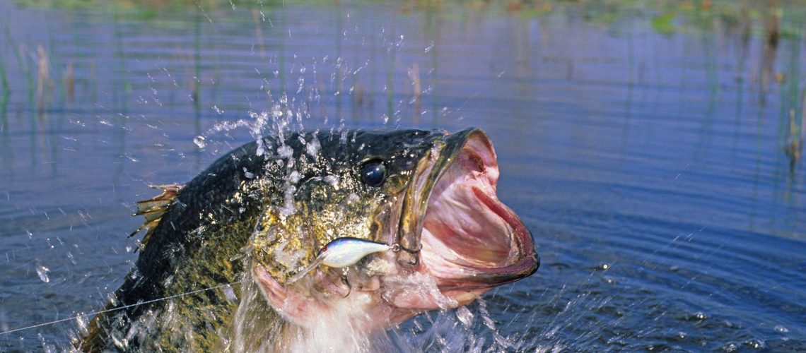 Essential Gear For Largemouth Bass Fishing