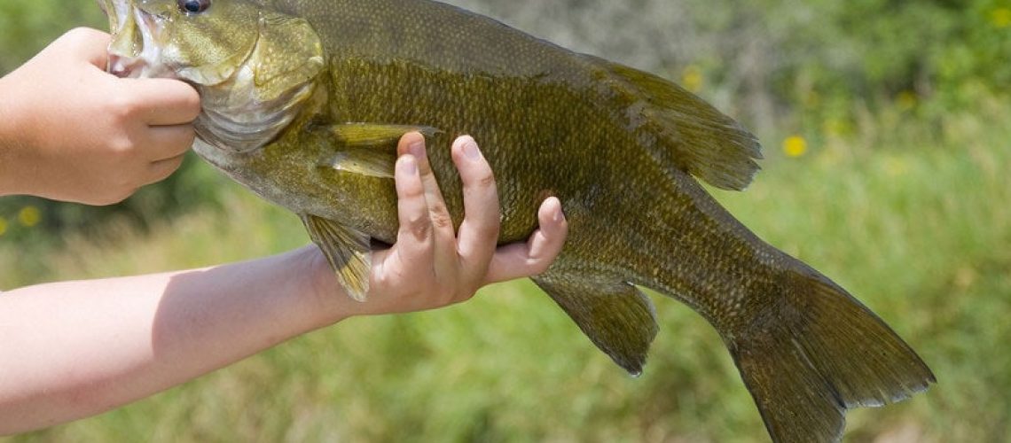 How to Fish Jerkbaits for Big Smallmouth Bass 
