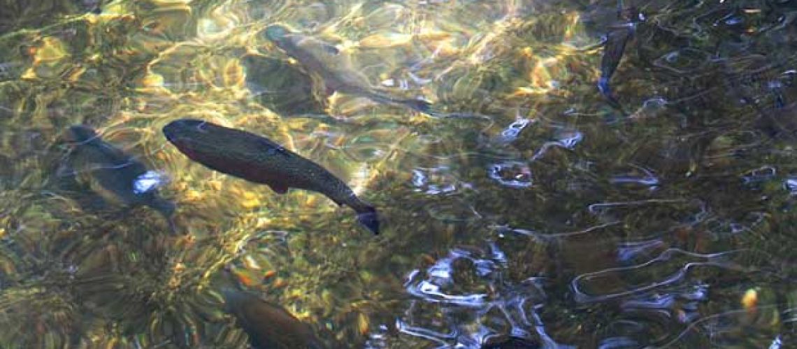 Rainbow trout