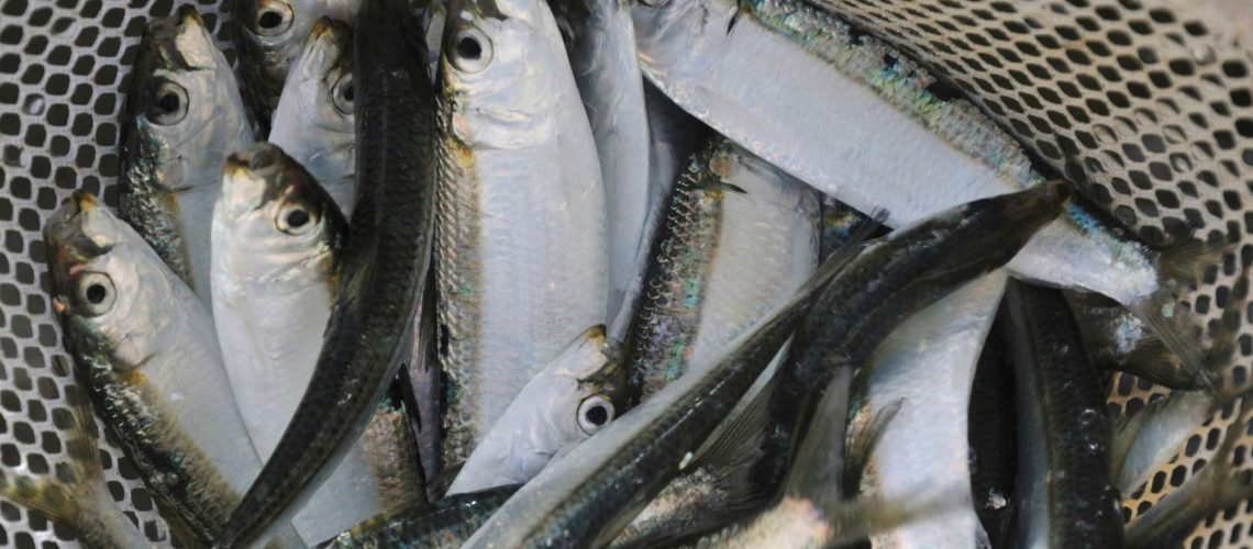 Sustainable Practices for Baitfish Conservation Why They Matter